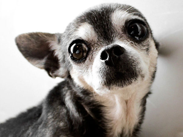 Crazy Pictures cute chihuahuas pics