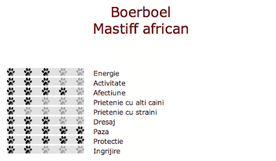 Mastiful African (Boerboel)