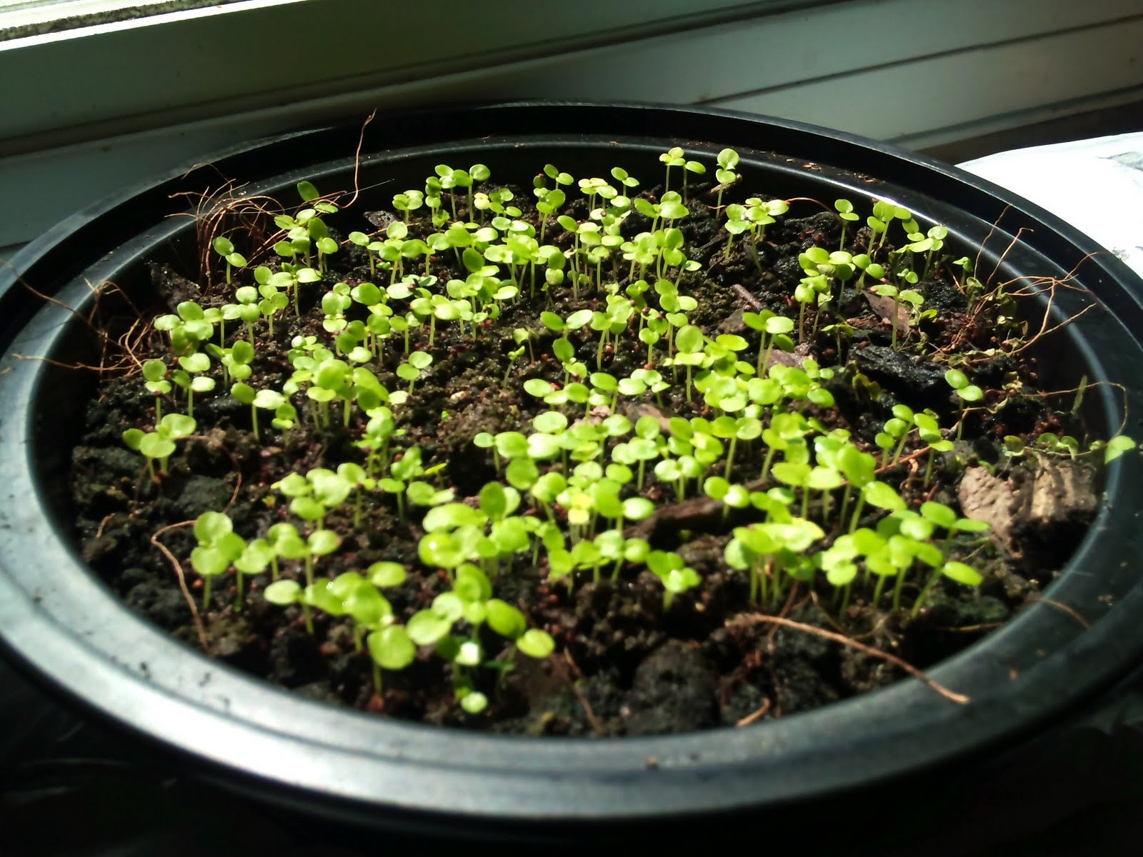 Plant Zone Ficus benghalensis & religiosa Seedling Update