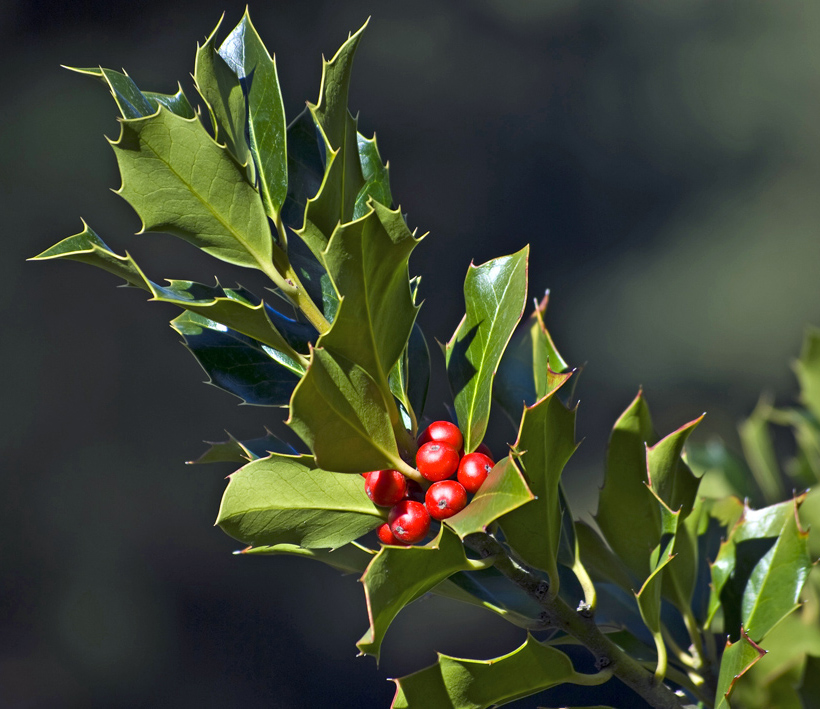 Acebo, Ilex aquifolium L.