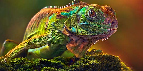 Terungkap Rahasia Bunglon Berubah Warna Terungkap Rahasia Bunglon Berubah Warna