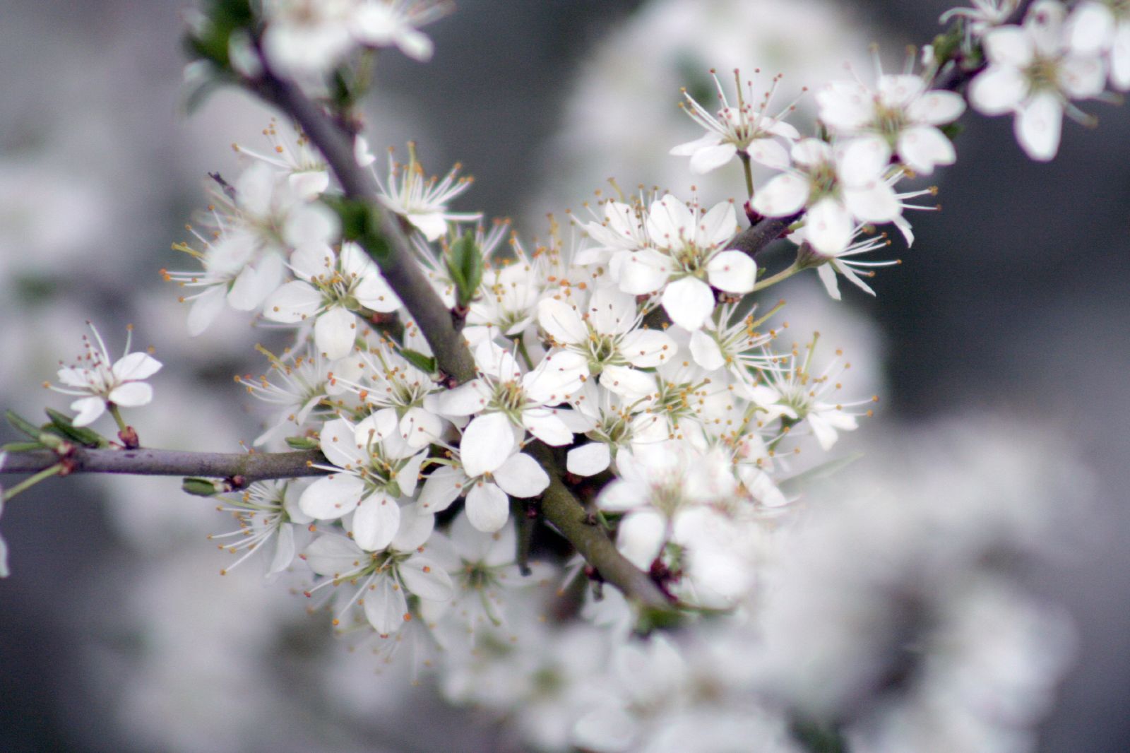 Flower Photos: March 2012
