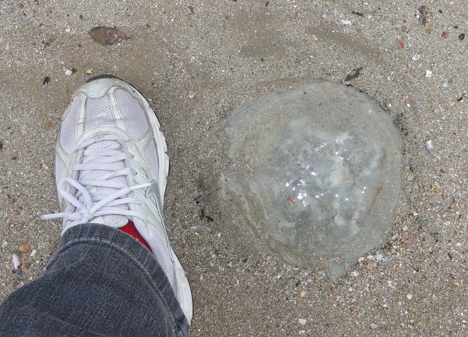 Natureza in and around the Mata Atlantica Jellyfish