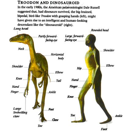 Troodondinosauroid.gif