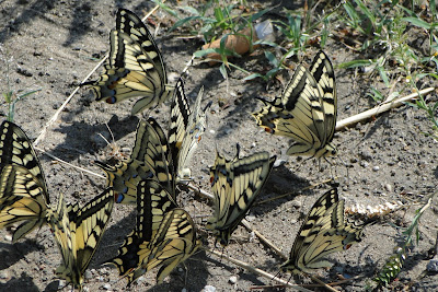 Бабочки Средней Полосы Фото