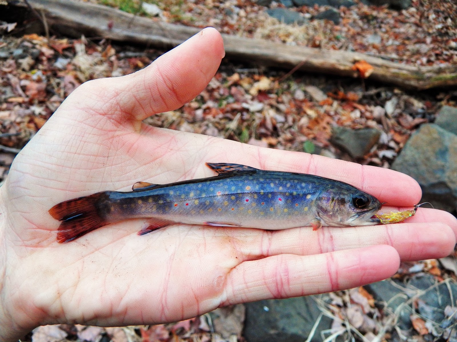 Connecticut Fly Angler Brook Trout in Strange Places