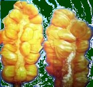 Jual Bibit Buah Unggul Bit Langka Jual Bibit Buah Unggul Bit Langka