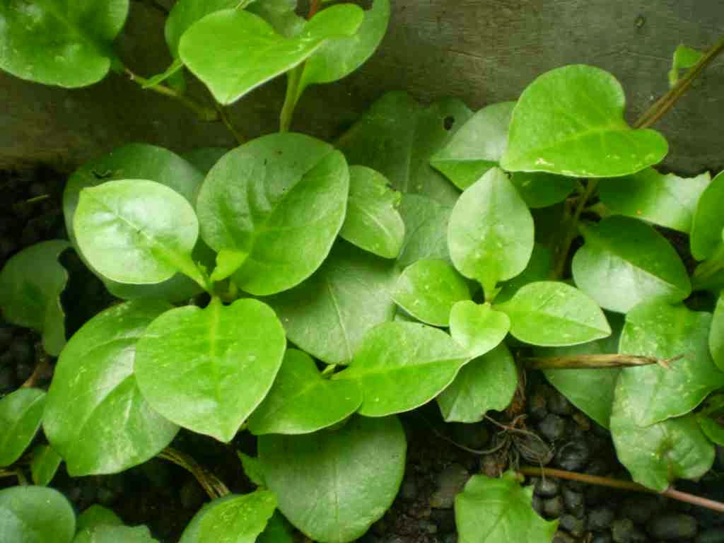 AP 1 Angkatan 46: Khasiat Tanaman Obat: Binahong (Anredera cordifolia)