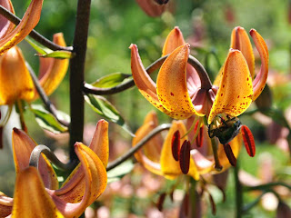 lily Martagon Hybrid