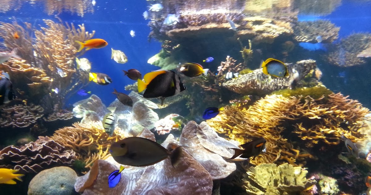 Reseblogg Honolulu 131217 Honolulu Aquarium