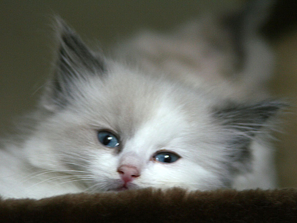 Gambar Kucing Persia Lucu dan Imut