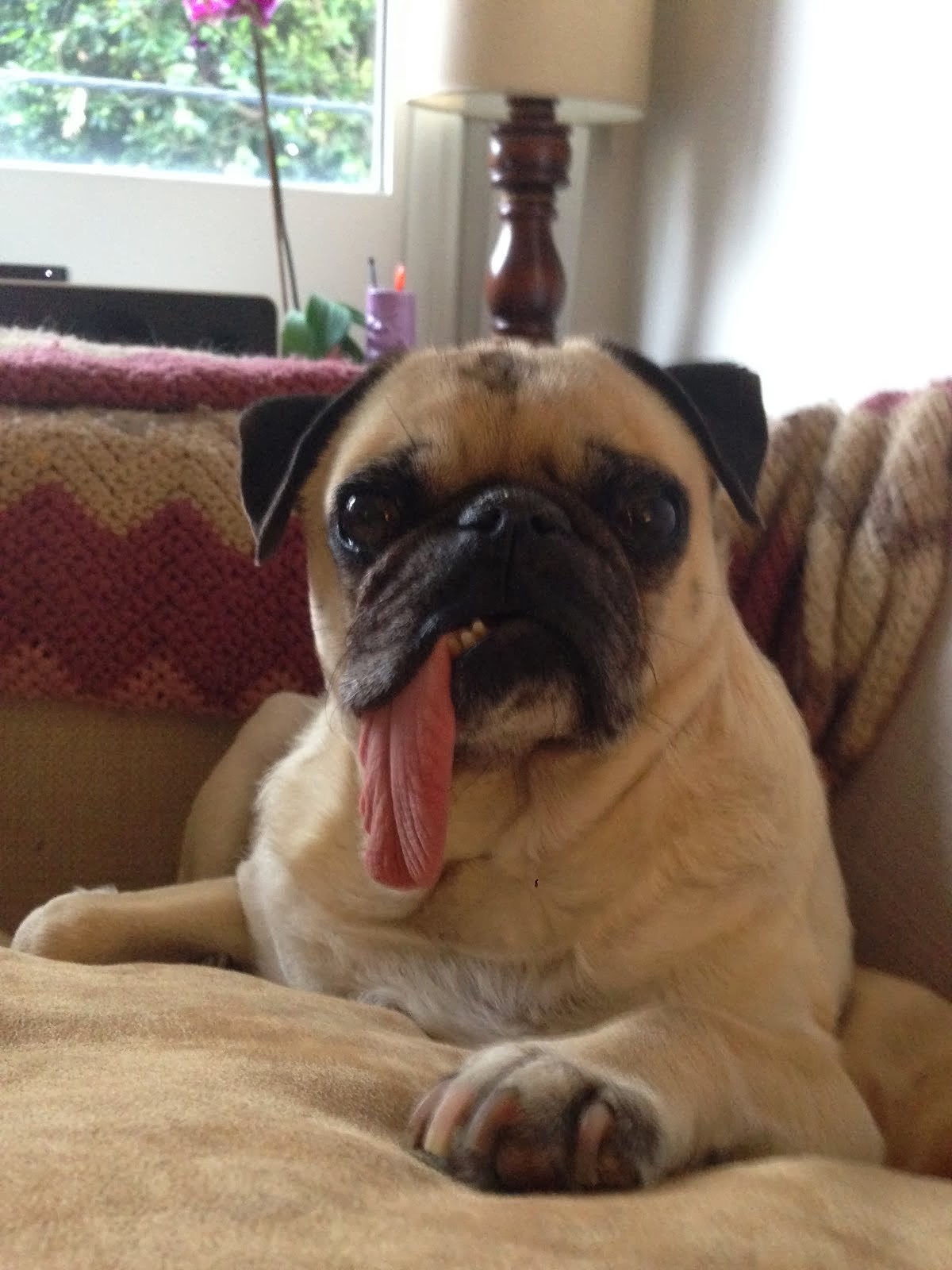 pug with long tongue