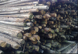 CÂy BẠCH ĐÀN XÂy DƯNG Ninh Thuân CÂy BẠCH ĐÀN XÂy DƯNG Ninh Thuân