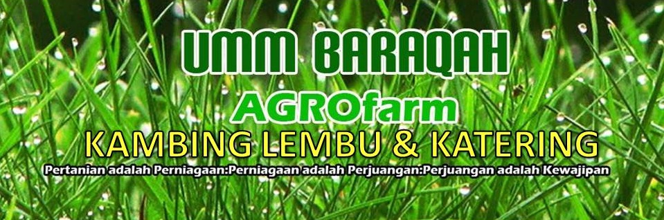 Harga Lembu Aqiqah Korban 2011