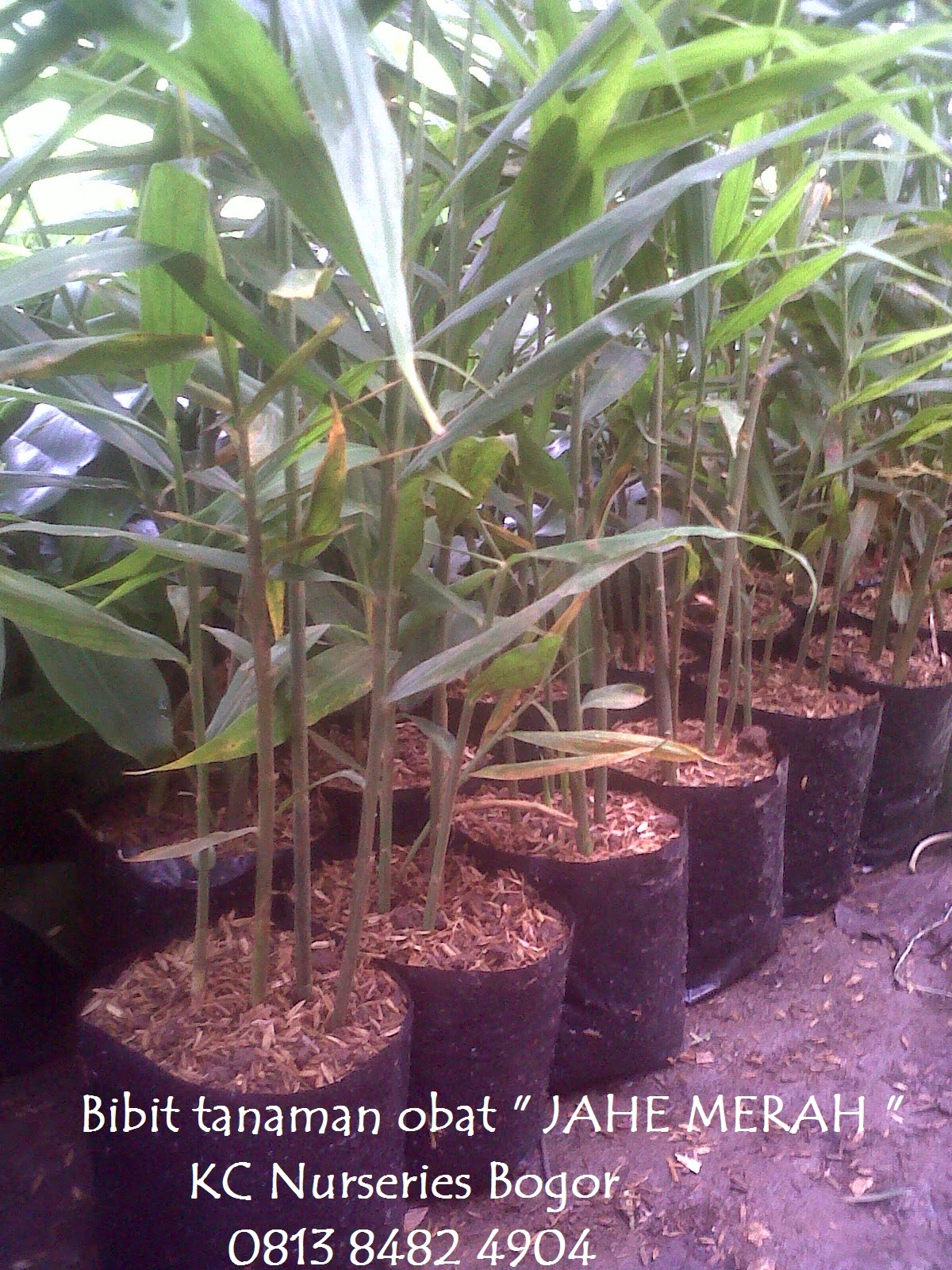 kc nurseries bogor jahe merah kc nurseries bogor jahe merah