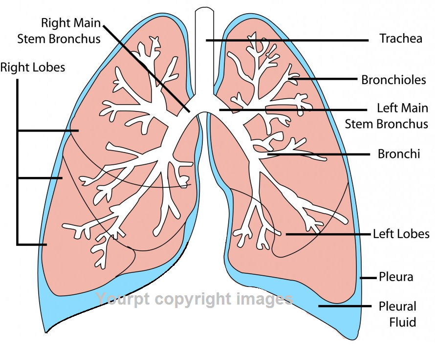Your Physical Therapy Physiotherapy to evacuate lung for sputum