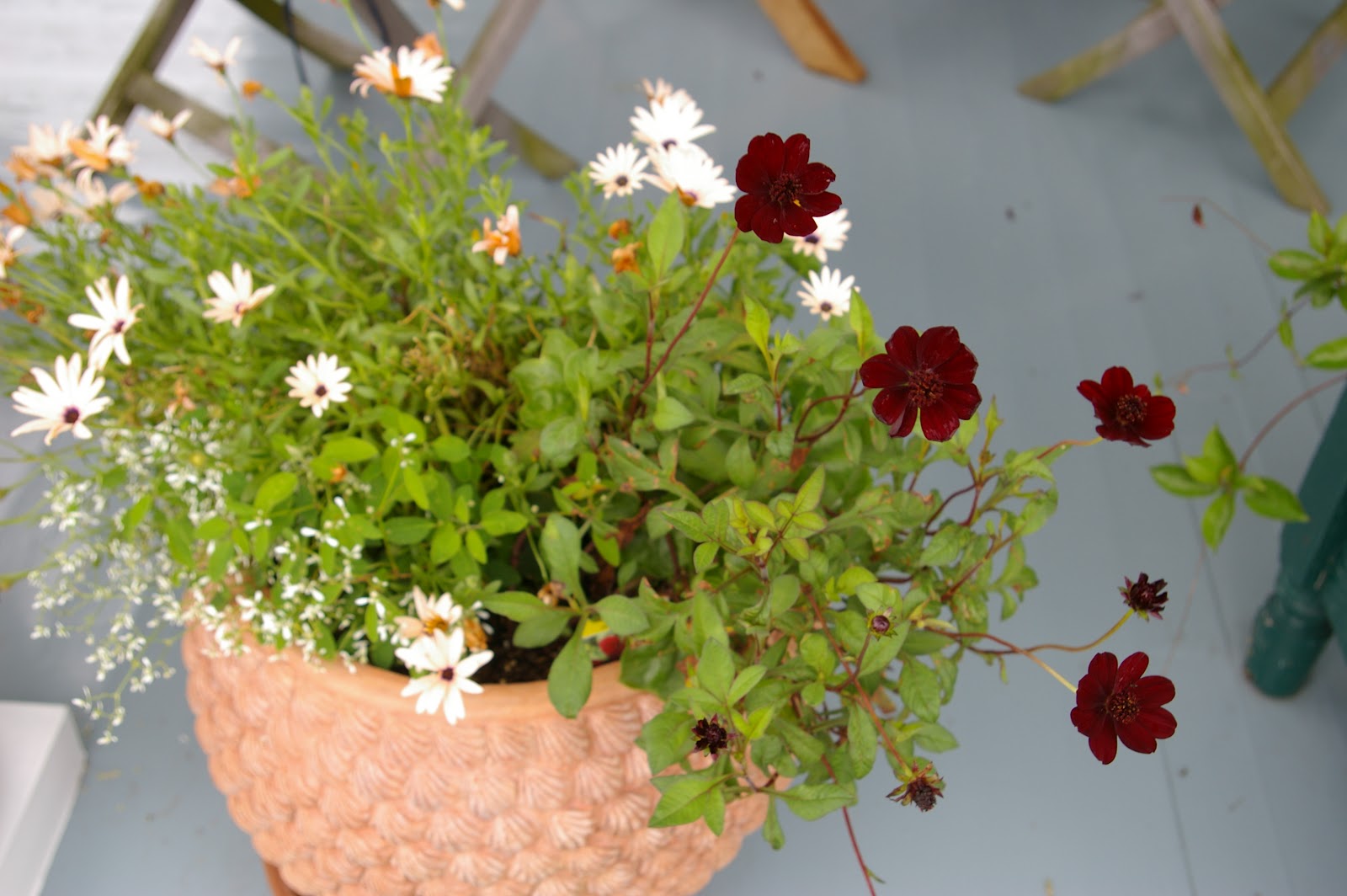 The DuBrule Diaries Chocolate PlantsWho Knew?