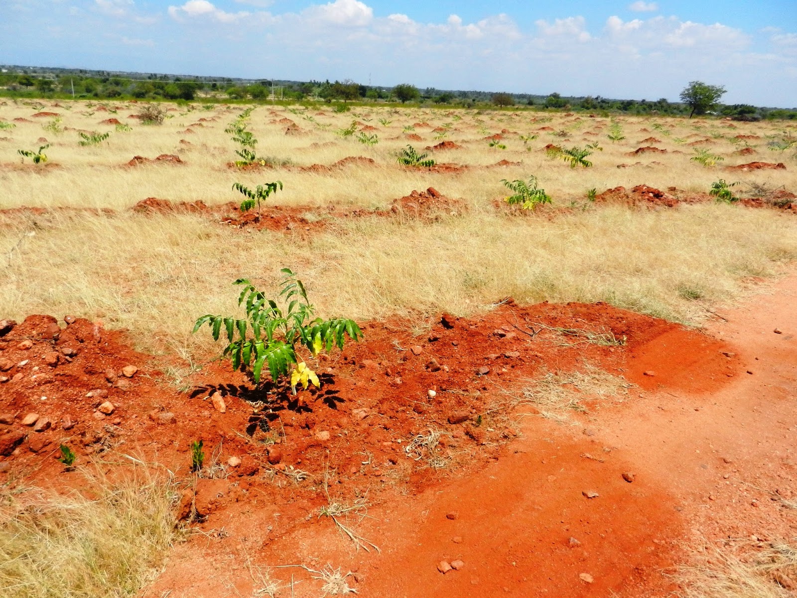 NGO News blog, NewsLine Trees provide green coverage in dry area SG