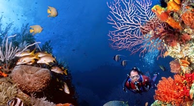 Sualtı dalış Sualtı dalış