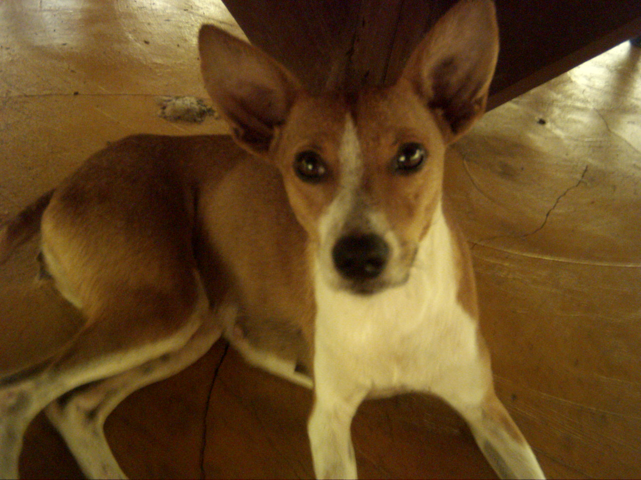 Peaceful dog Lessons from a trip to Guatemala