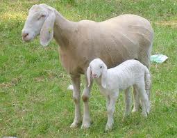 COSA SIGNIFICA SOGNARE UN AGNELLO