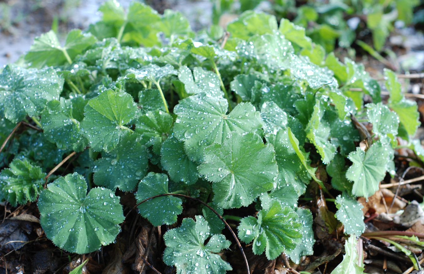 Photographing Flowers Ground Covers