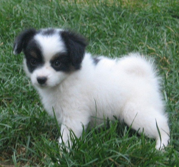 pictures of papillon dogs papillon puppies pictures breeds picture pictures of papillon dogs papillon puppies pictures breeds picture