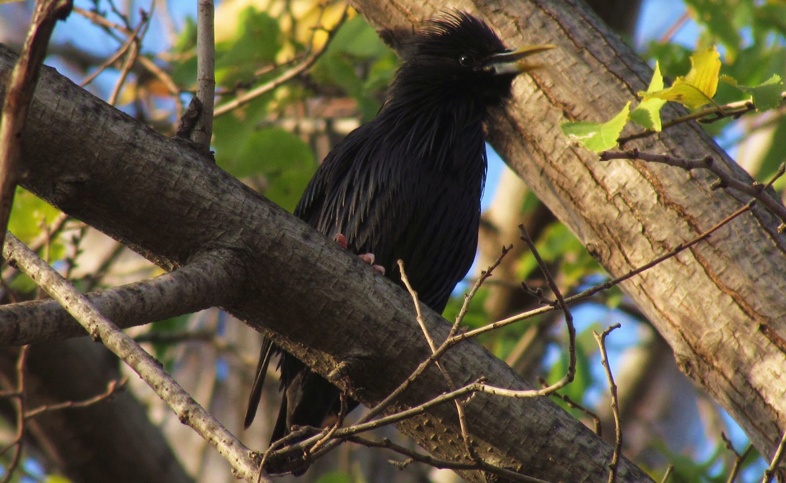 A Starling Bird