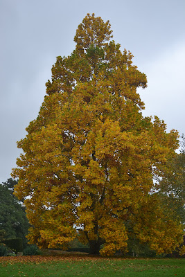 oak tree summer