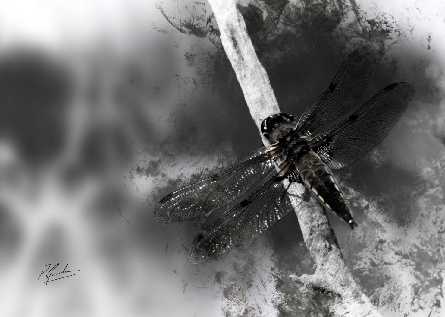 Dragonfly in Ink by Ronnie B Goodwin