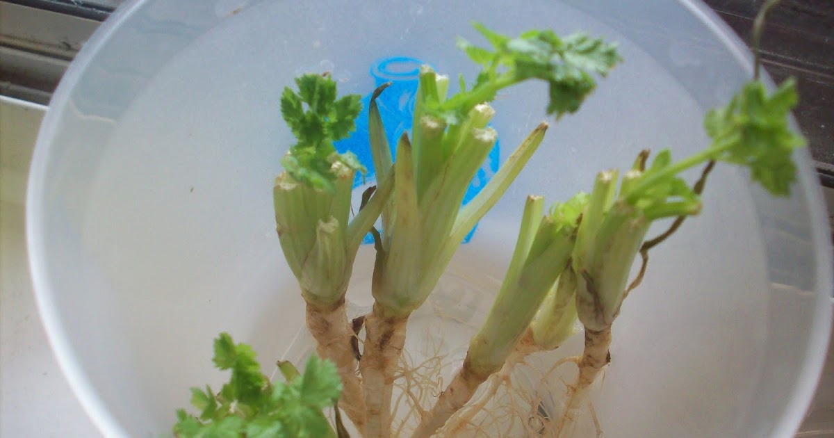 The Urban Organic Homesteading Experiment Regrowing Store