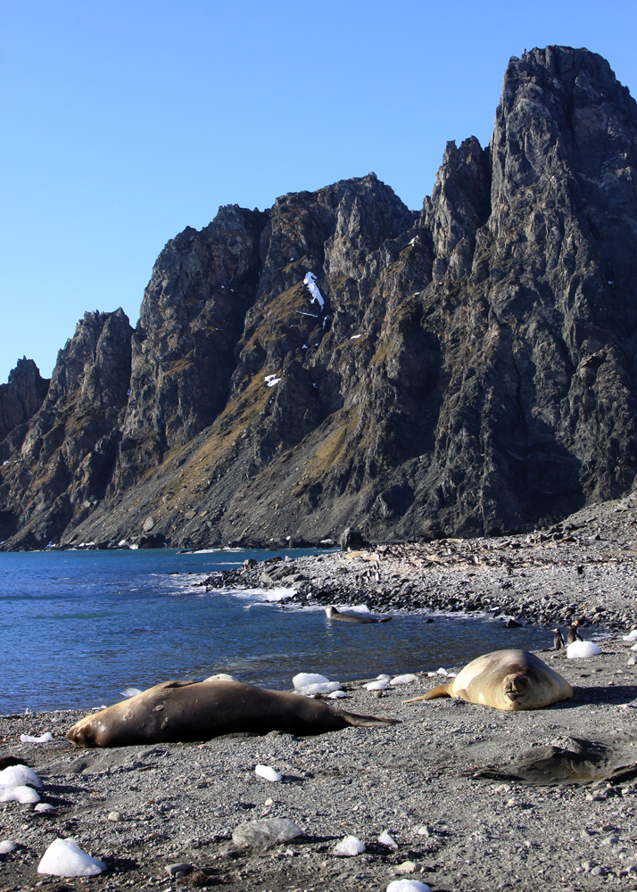 Elephant Island Travels with birds