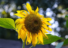 Garden Sunflower