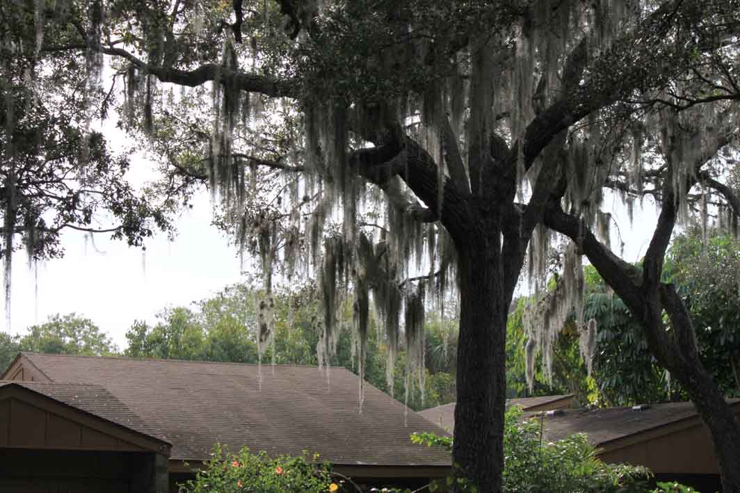 Mad Snapper Tanglewood Trees