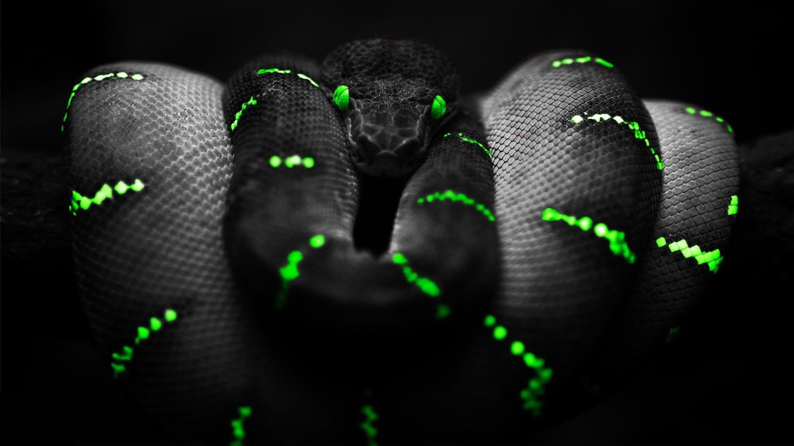 Green And Black Snake HD Wallpapers Full HD Wallpapers