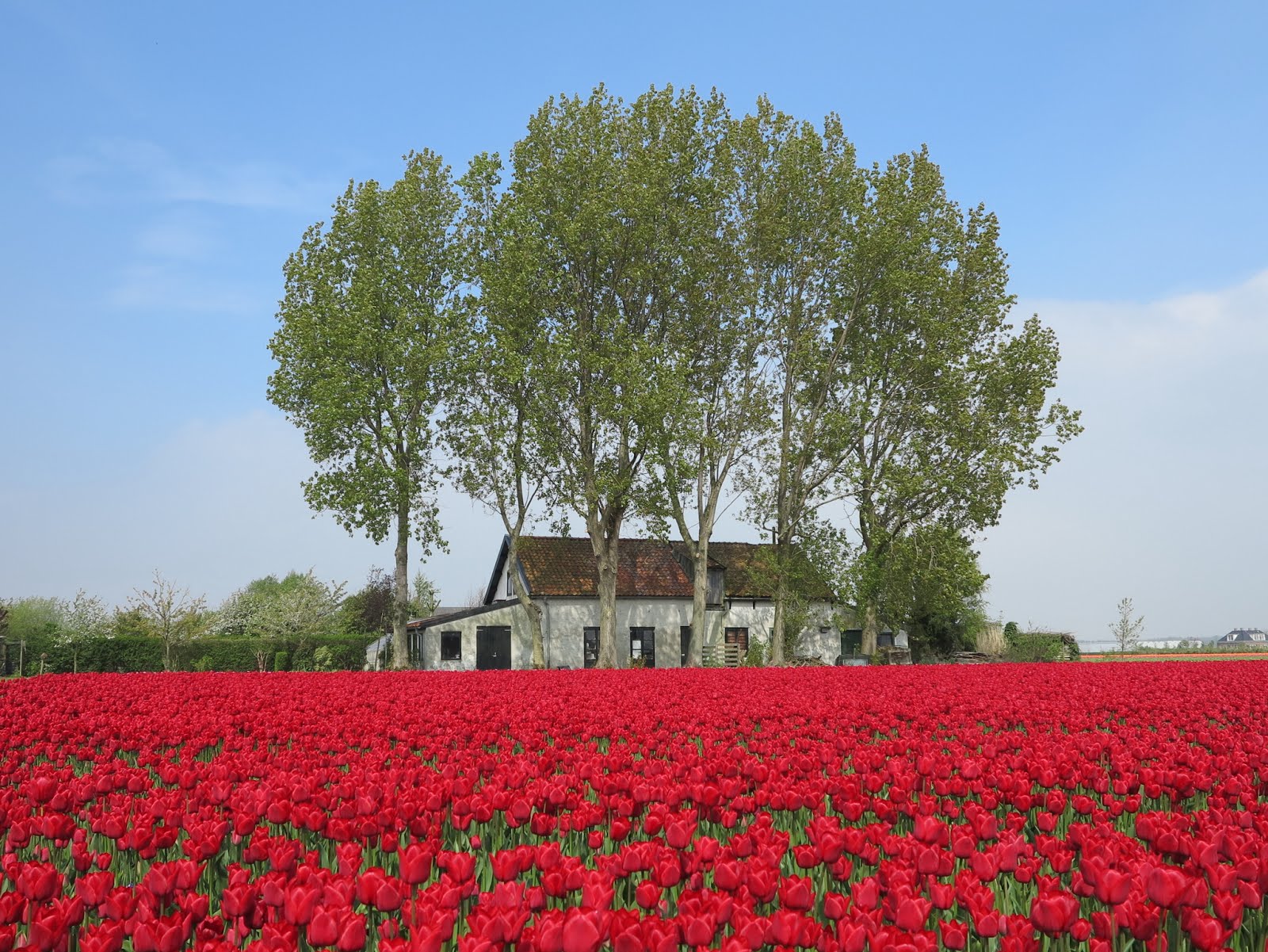 House surrounded by tulips