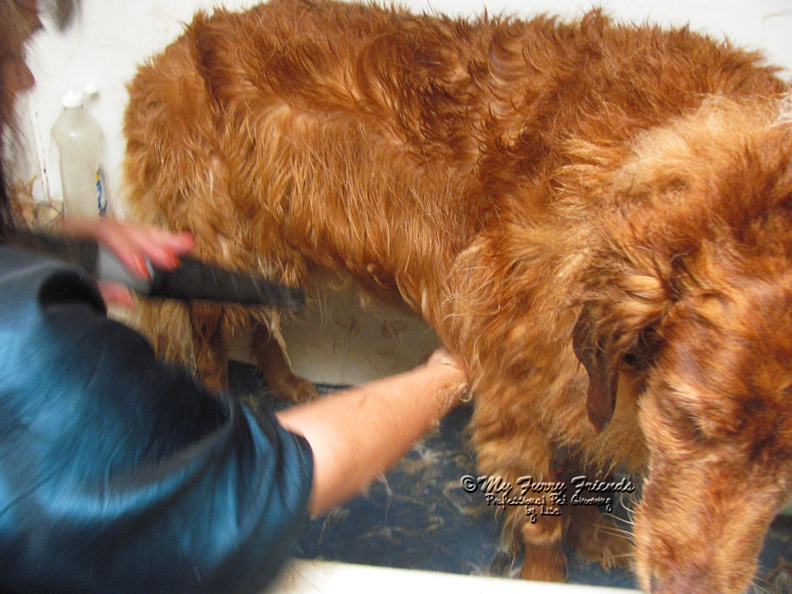 Dog With Small Amount Of Undercoat Dog With Small Amount Of Undercoat
