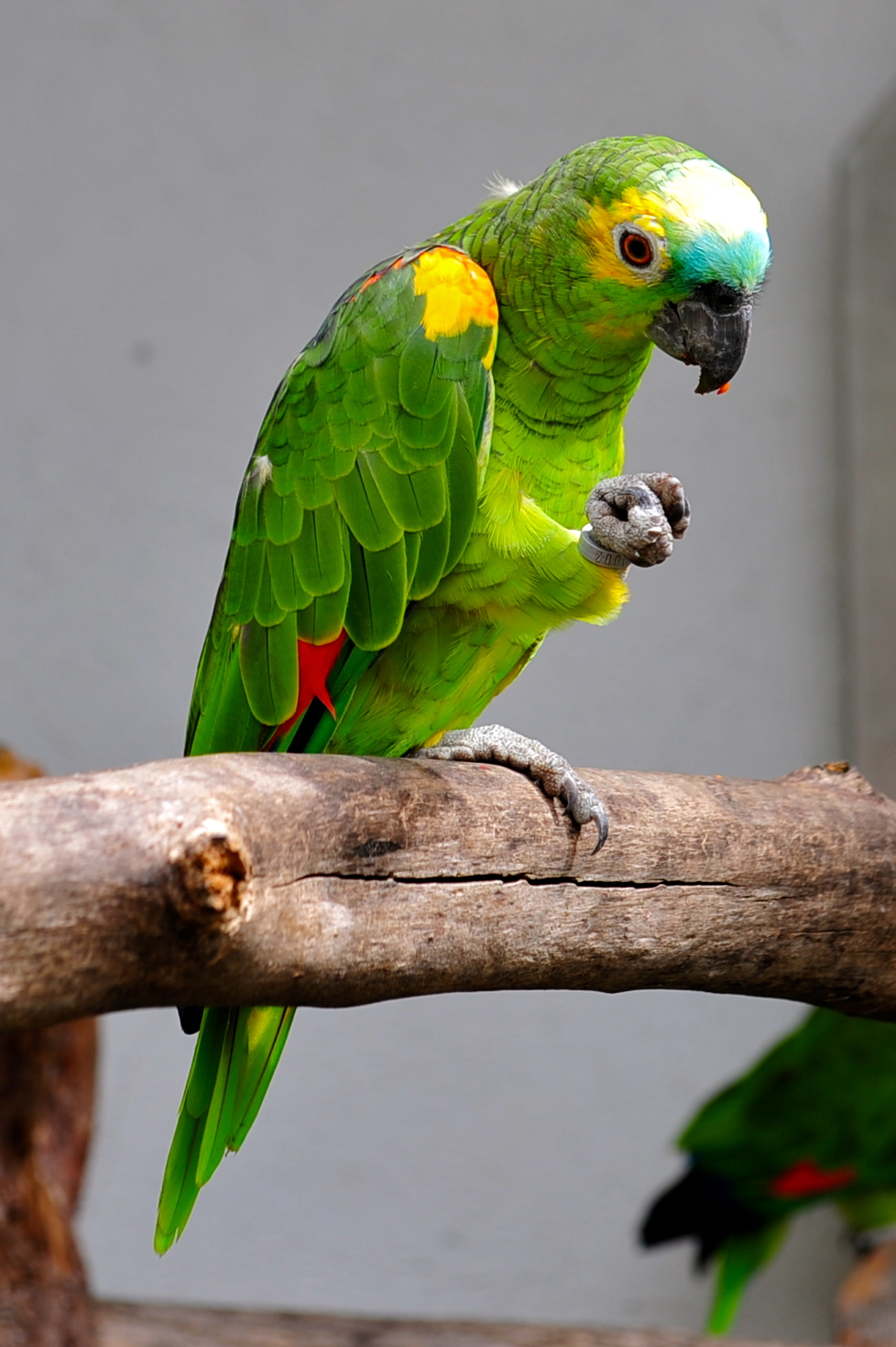 Merlin and Rebecca: Birding In Liechtenstein