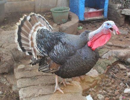 Mengenal Ayam Kalkun Dan Ciri Cirinya Ternak Ayam