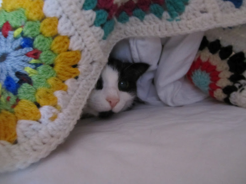 Kater Jackys Blog Mai 2012