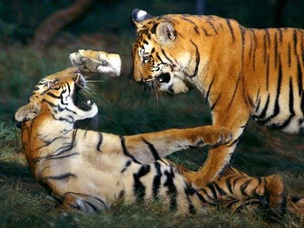 Bengal Tiger