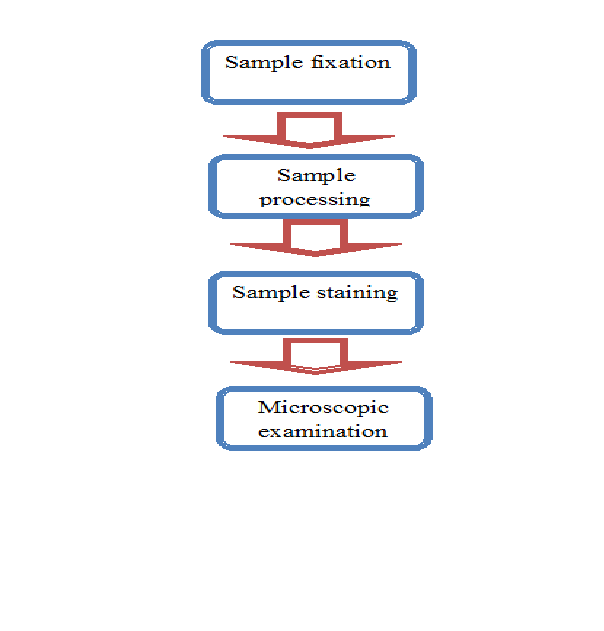 Young Second week Histopathology and Cytology Lab