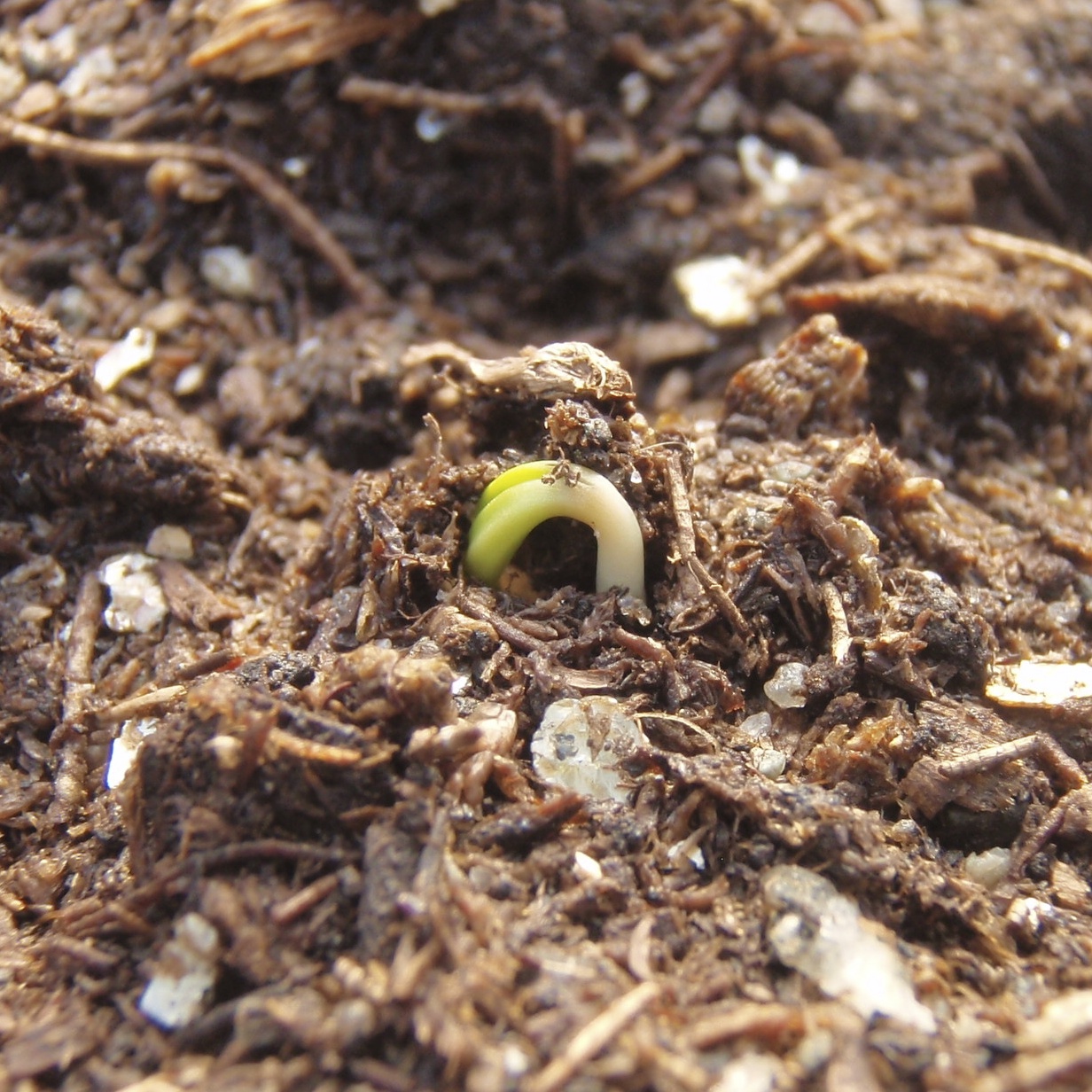 wintergreens Photo friday spinach germination