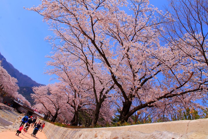 32 Best Purple Foliage Images Plants Purple Garden