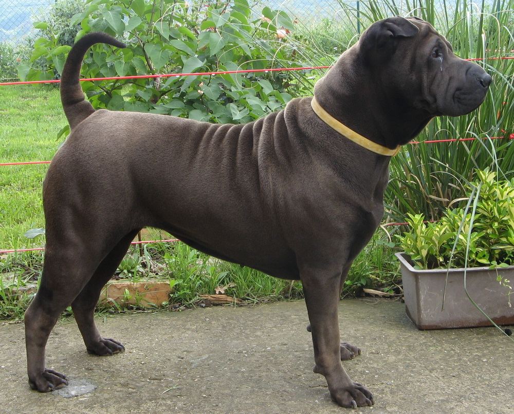 Vladimir.Uno Shar Pei body and look