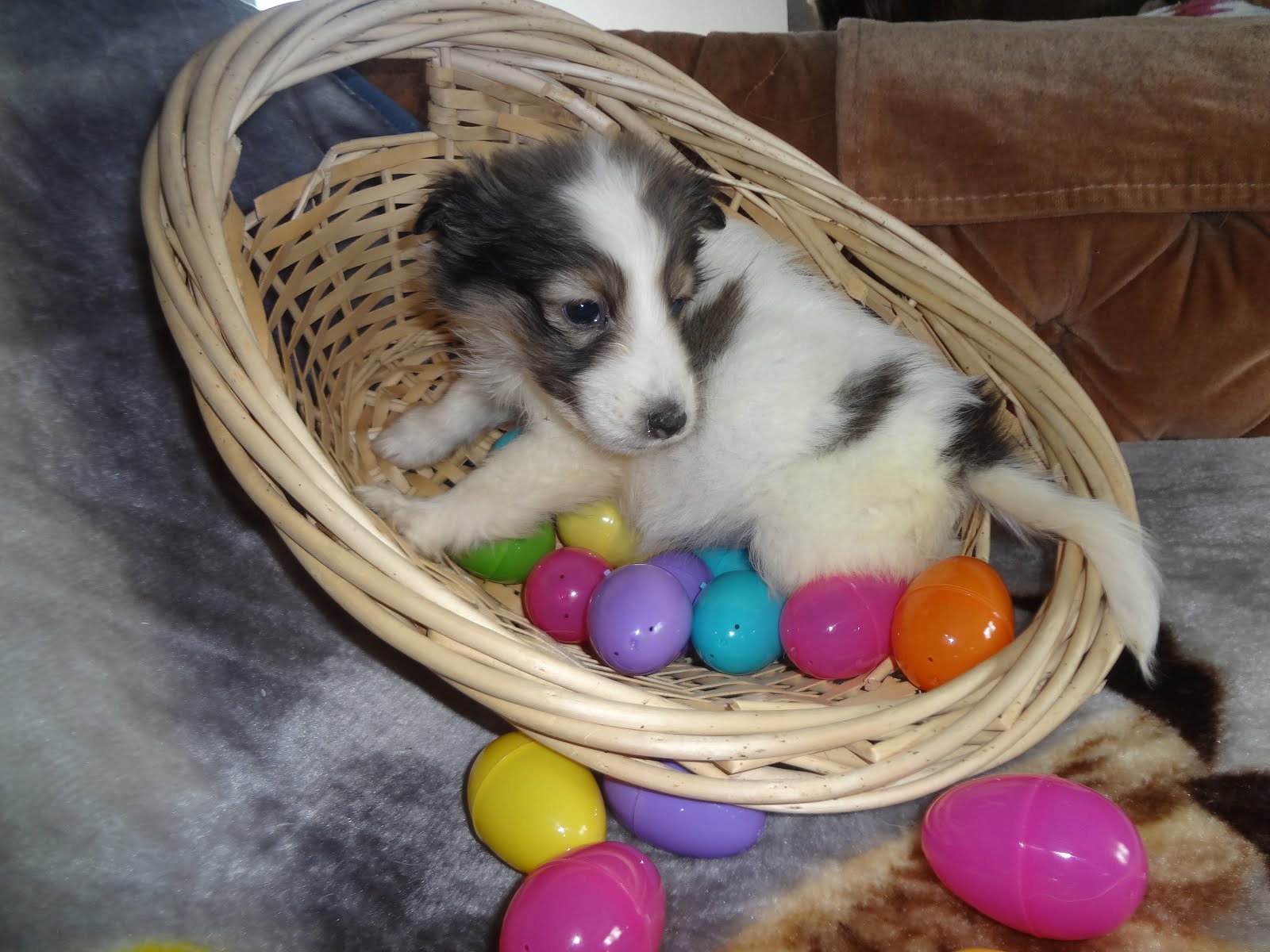 Sable and white Sheltie puppy