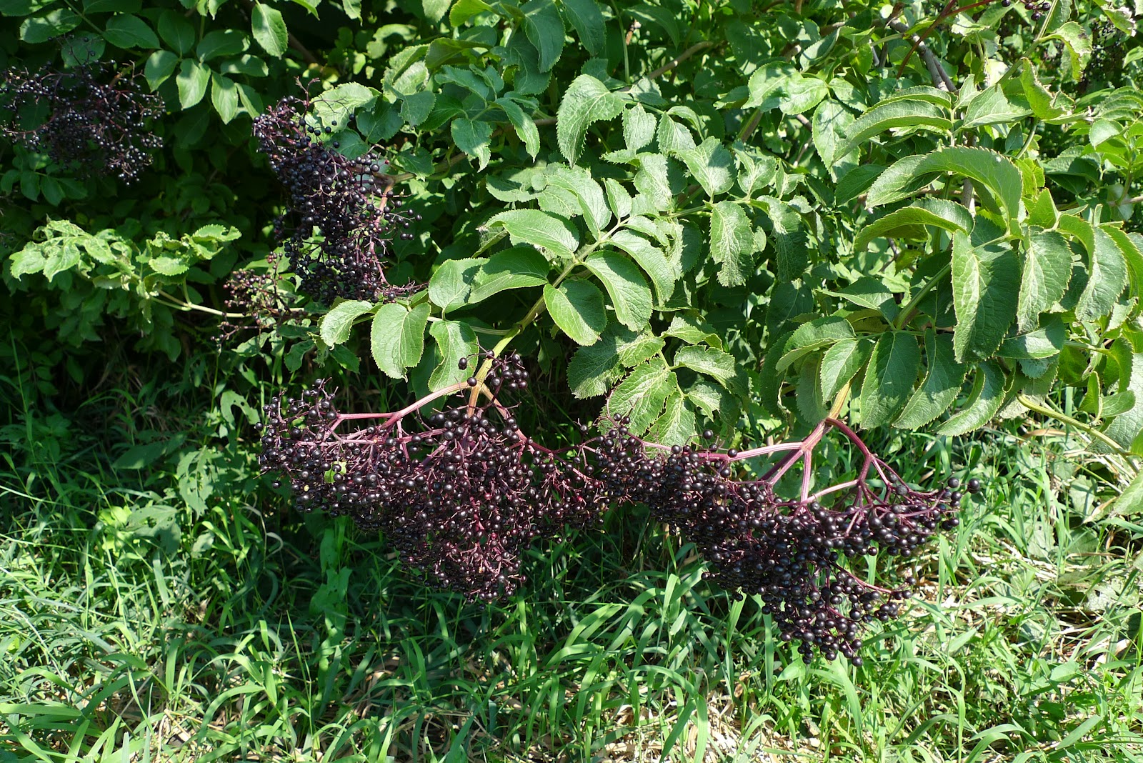 Wild Harvests Blue elderberry fastest fruit in the west