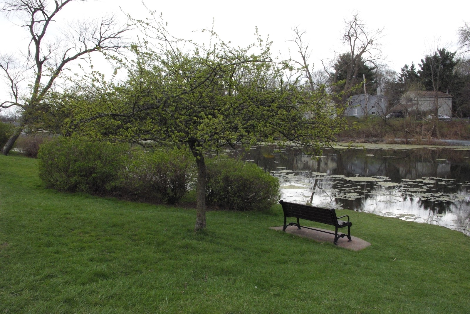 Free Albany Week Thirteen Buckingham Lake, Albany, New York