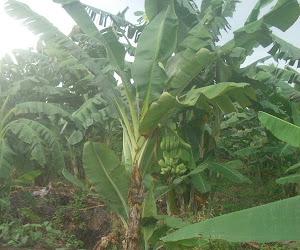 pokok pisang