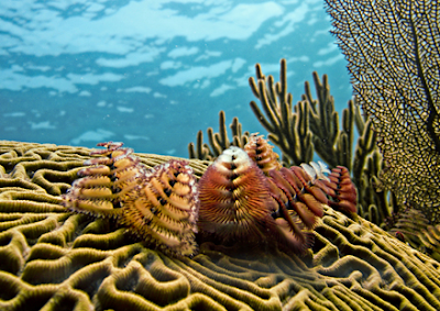 Belize corals